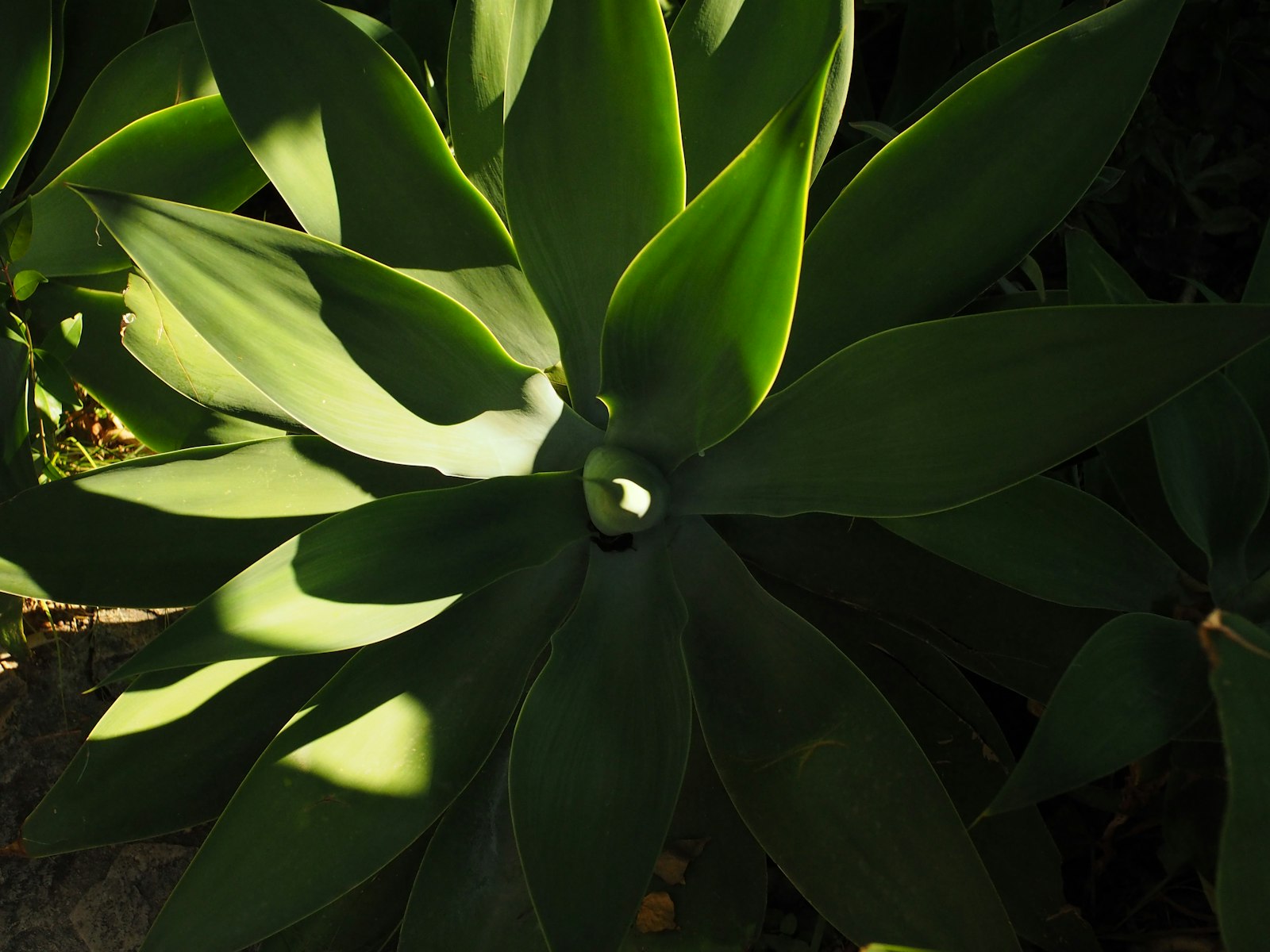 Agave leaves catching afternoon light, Sonoran palette