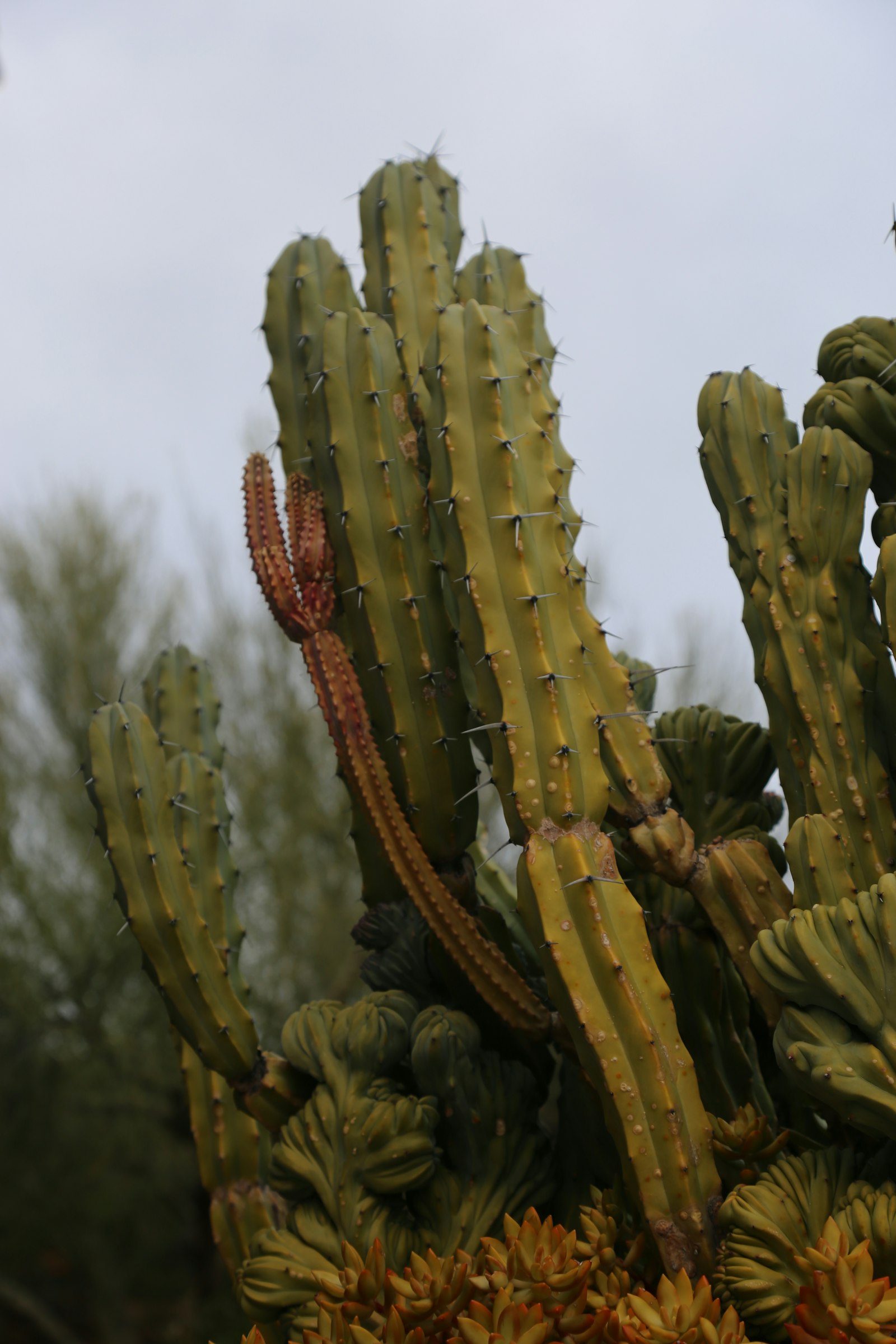 Sonoran front yard with cacti and saguaro in morning light, Tucson