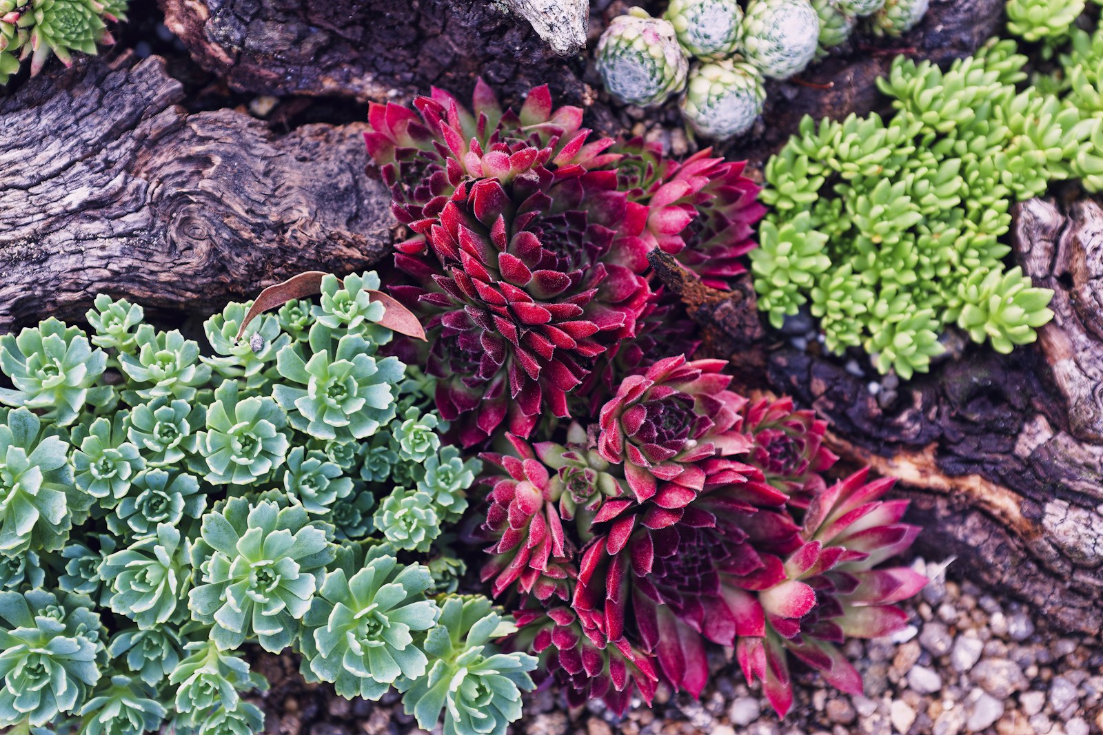 Mixed succulents and bark mulch in a Sonoran bed